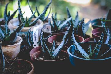 Aloe rupestris seedlings