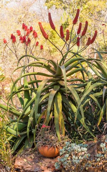 Aloe excelsa