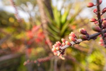 Aloe globuligemma